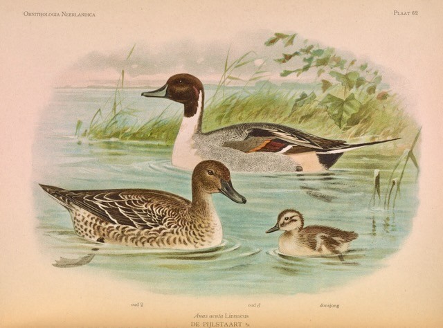 Pintail (Anas acuta) – Adult ♀, adult ♂ and fledgling; plate 62 of Ornithologia Neerlandica, volume 1, written by E.D. van Oort, with colour plates by M.A. Koekkoek; published 1922 is available through Public Domain